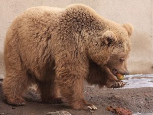 Памирский медведь фото